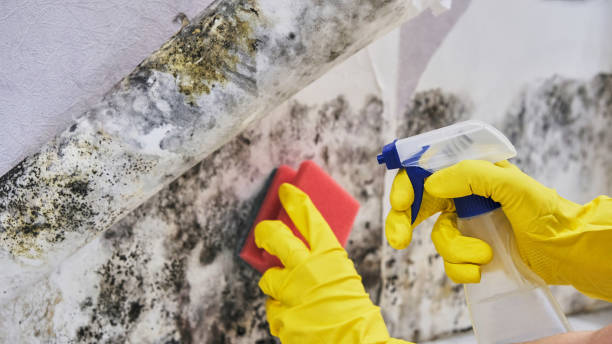 Best Mold Remediation for Specific Building Types in Hamilton, MO